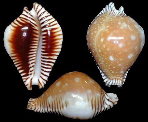 perisserosa guttata bicallosa