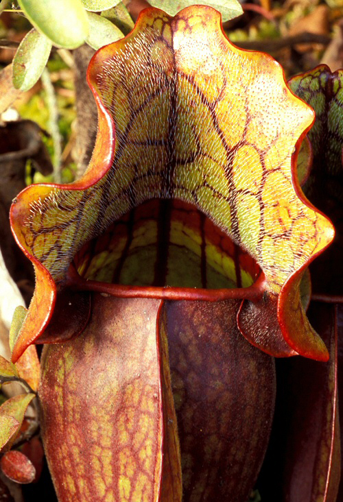  p>紫瓶子草(学名:sarracenia purpurea)是 a href="#">多年生草本 /a