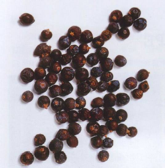 杜松子（柏科桧属植物莓果）_百度百科