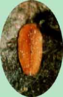  p>瘤坚大球蚧(学名:eulecanium gigantean)又称为枣大球蚧,梨大球蚧.