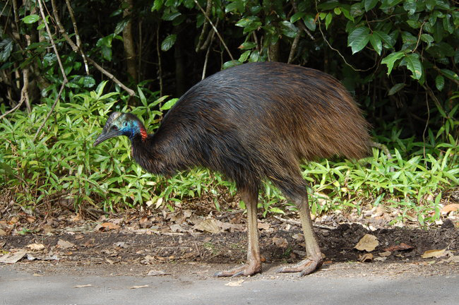  p>鹤鸵科(学名: i>casuariidae /i>)是 a target="_blank" href="