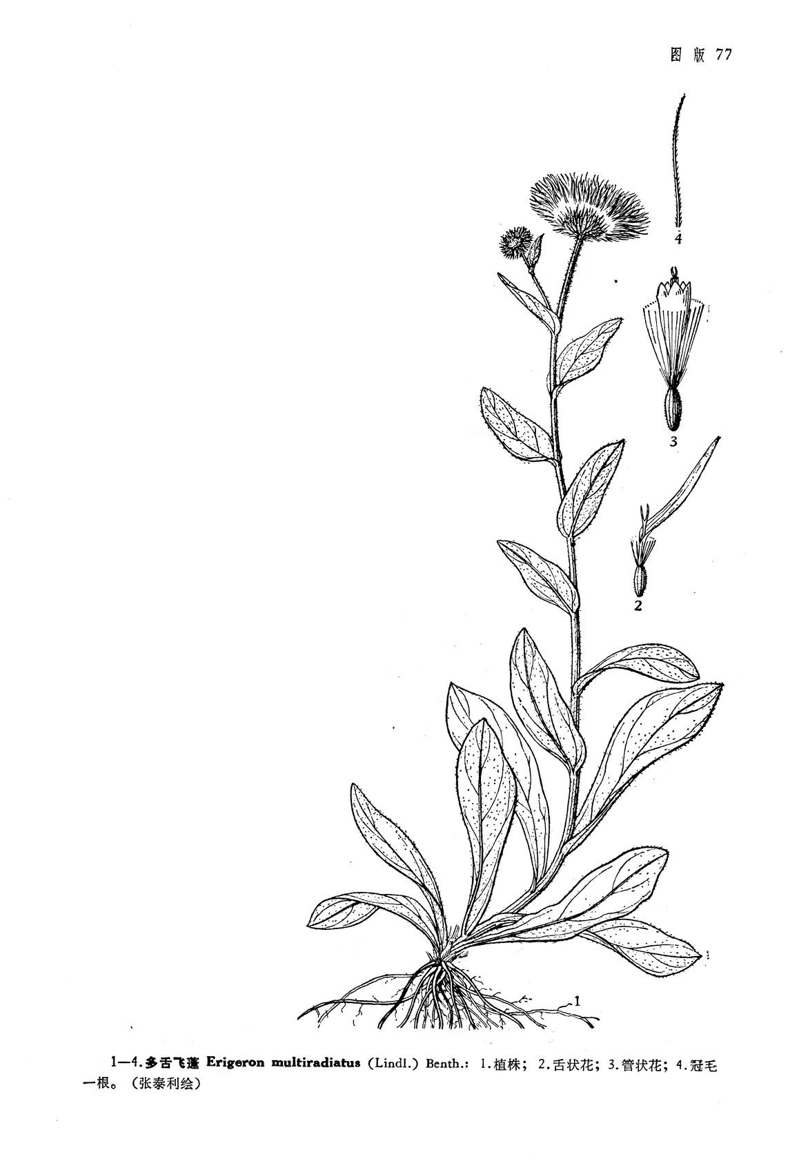  p> b>多舌飞蓬 /b>(学名: i>erigeron multiradiatus /i>)为菊科飞蓬