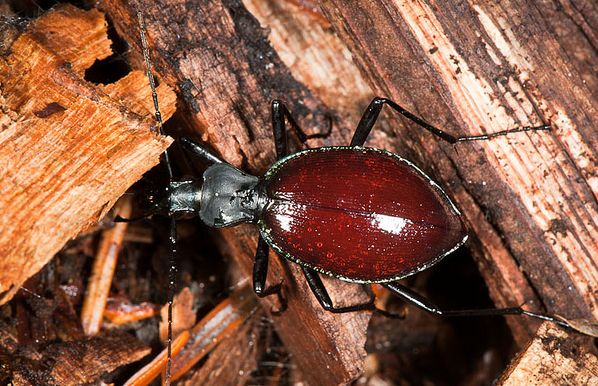snail-eating ground beetle