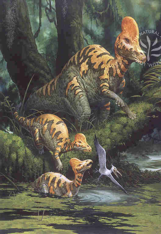 盔龙(corythosaurus)