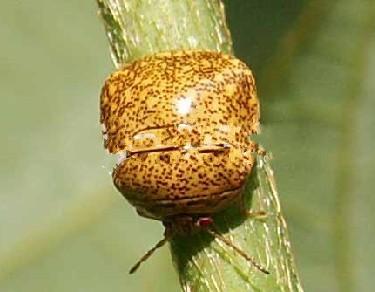 ">半翅目 /a> a target="_blank" href="/item/龟蝽科/6258821" data