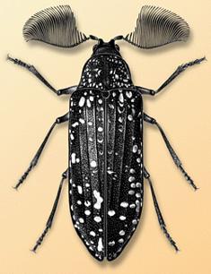  p>羽角甲科亚目是 a target="_blank" href="/item/多食亚目/6453203