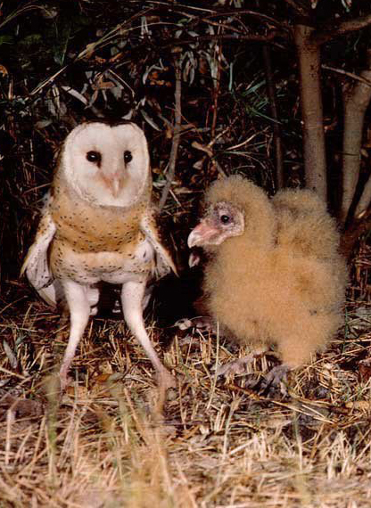  p>草鸮(学名: i>tyto longimembris /i>)是中等体型的 a target="