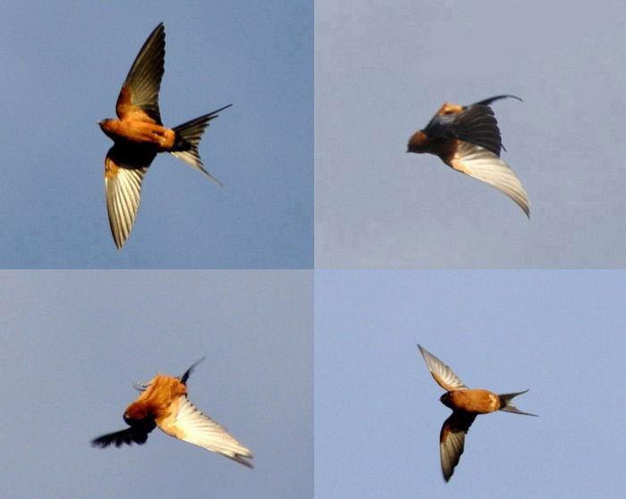 cecropis striolata badia