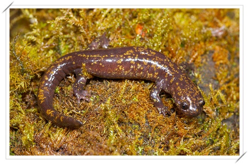  p>台湾小鲵(学名: i>hynobius formosanus /i>)是小鲵科,小鲵属属有