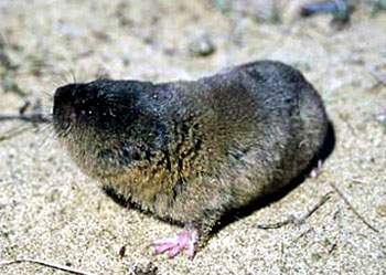  p>鼹形田鼠,仓鼠科鼹形田鼠属的鼠类,形如鼹鼠,大小与 a href="#"