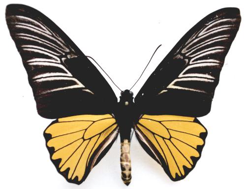  p>荧光裳凤蝶(学名: i>troides magellanus /i>)是凤蝶科裳凤蝶属的