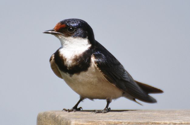 white-throated swallow