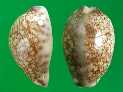  p>灰花枕宝螺(学名:mauritia grayana grayana)是腹足纲宝螺科的软体