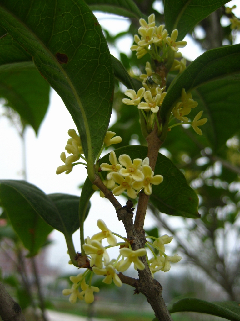  p>满陇桂雨是 a target="_blank" href="/item/杭州/147639" data