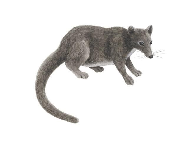  p>食蚁狸(falanouc ),又称马达加斯加獴(malagasy