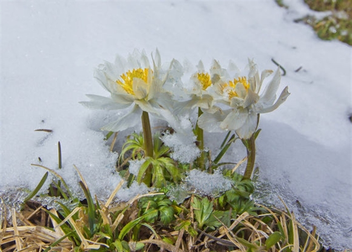 lilacinus /i> bunge)是毛茛科金莲花属的多年生草本植物