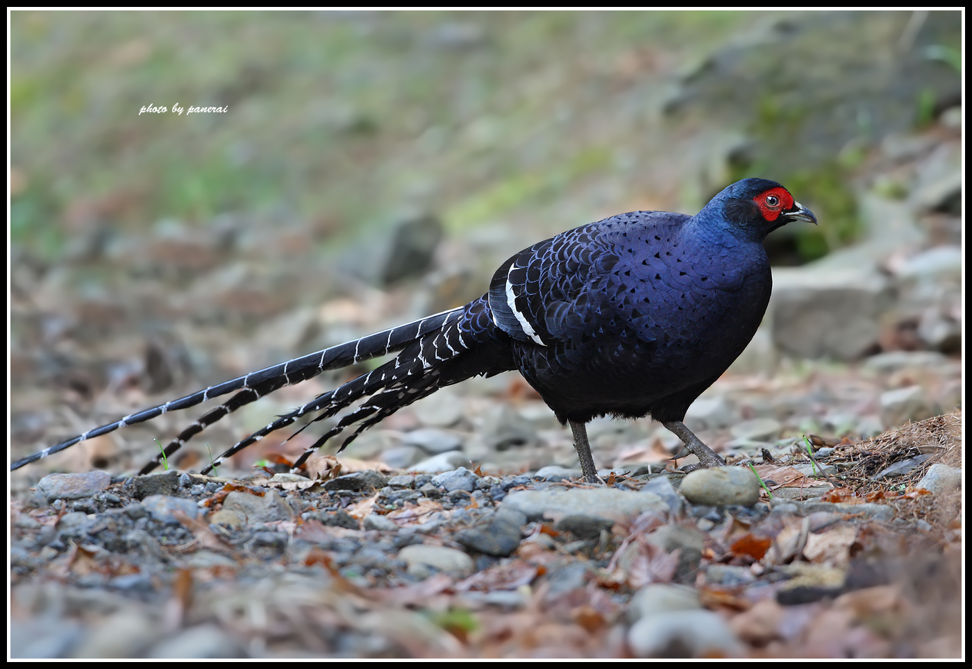  p>黑长尾雉(学名: i>syrmaticus mikado /i>)大型鸡类,体长53~88厘米
