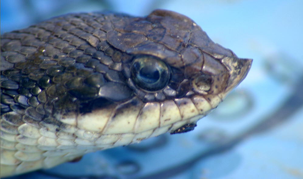 hognose snake