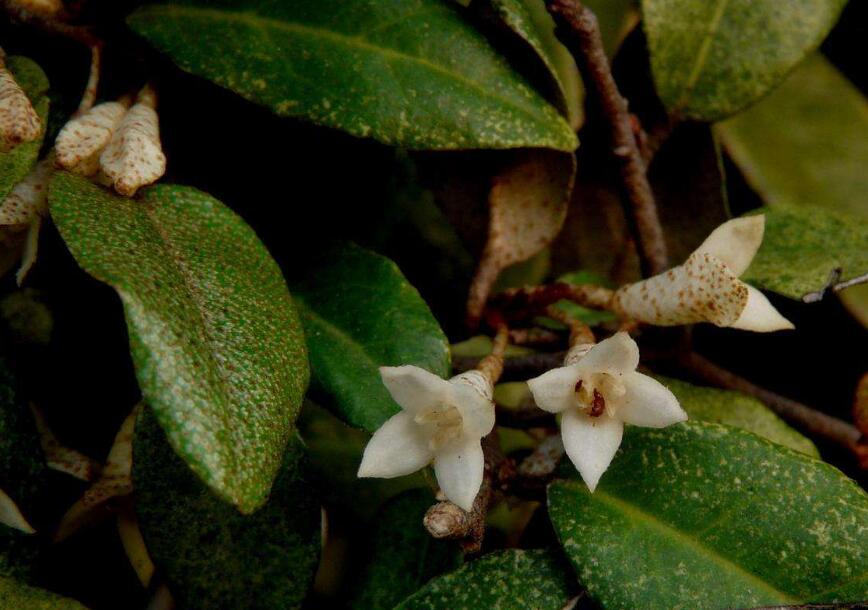  p>白花胡颓子,拉丁文名:elaeagnus pallidiflora c. y. chang.