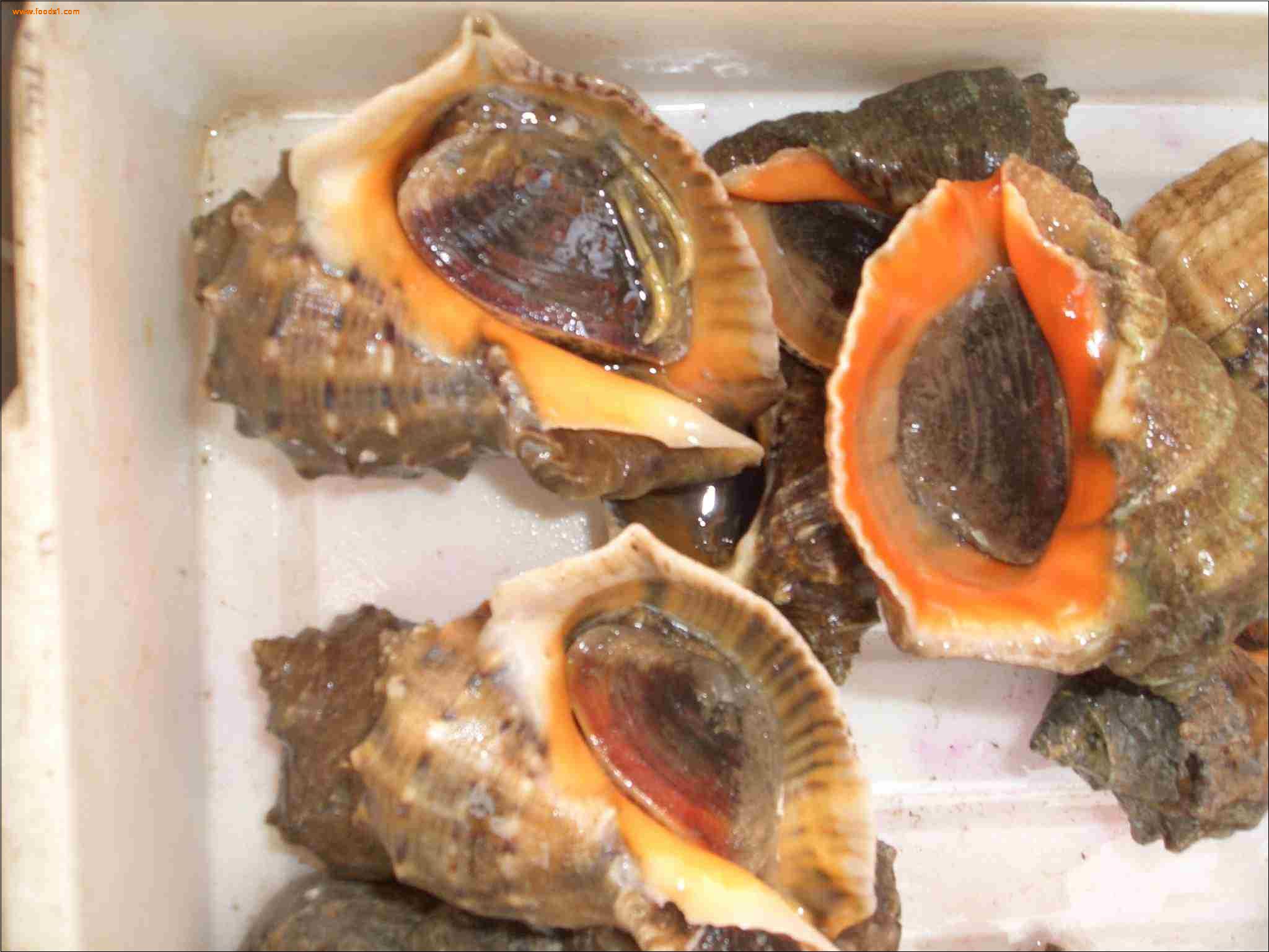  p>脉红螺,俗称"海螺",在我国渤海,黄海和东海均有分布,具有较高的