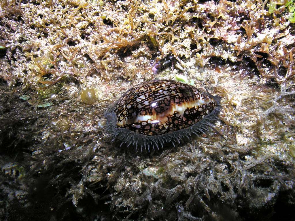 索马里中华宝螺