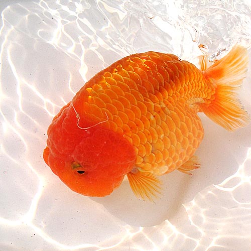 金鱼白点病