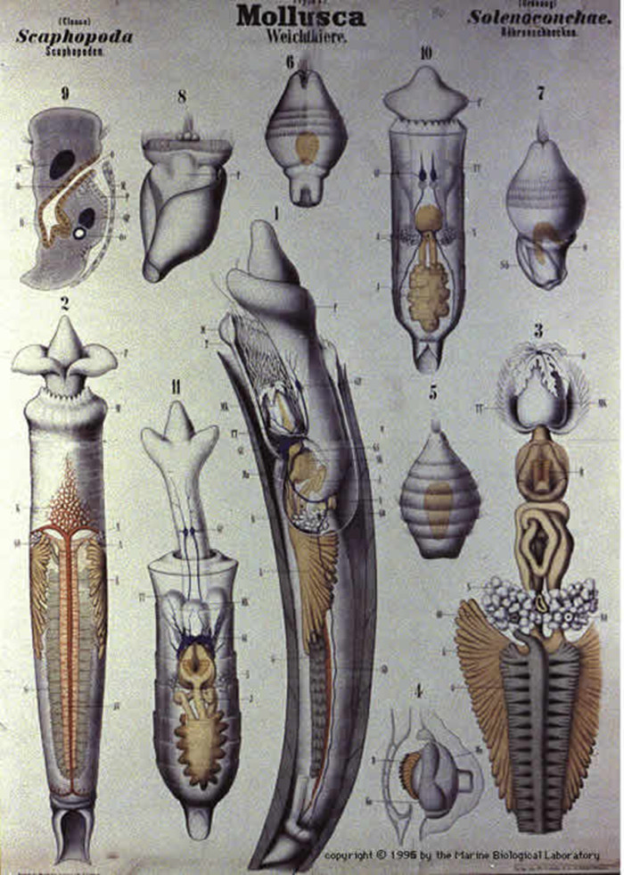  p>角贝通指角贝属动物.