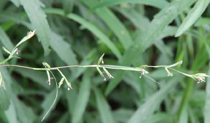  p>水蔗草属物种为多年生,分枝,披散草本;只有 a target="_blank"