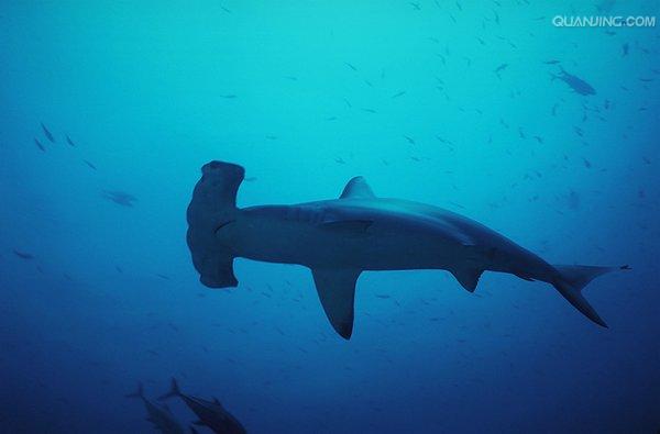 scalloped hammerhead