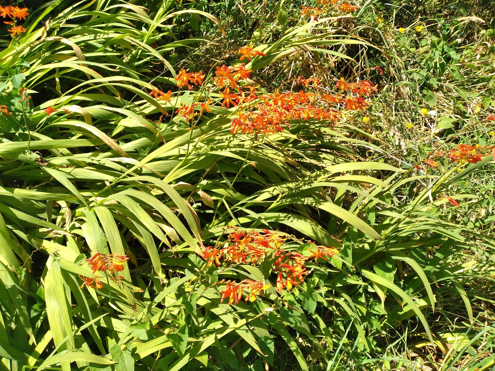 雄黄兰具扁球径,叶多基生,剑形;花茎由多花给成