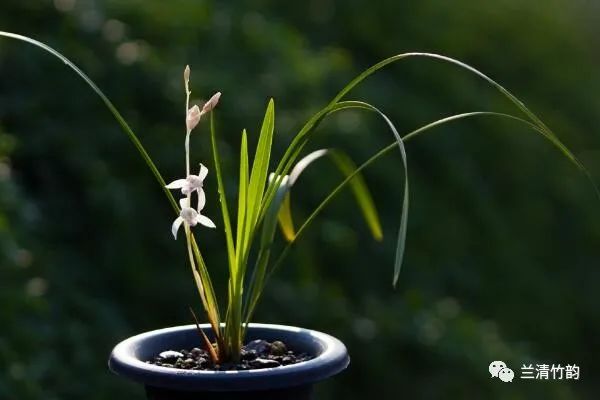 兰花怎么养：兰花怎么种植步骤图解，5步即可完成兰花的种植_百科TA说