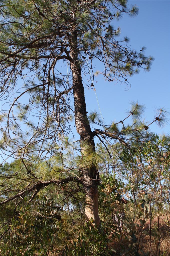 云南松永仁家系03号