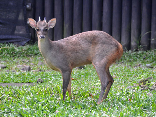  p>灰短角鹿(学名: i>mazama gouazoubira /i>):是鹿科,短角鹿属的