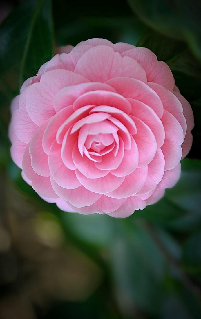 椿花：此花就是山茶花_百科TA说