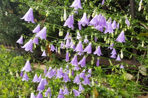 杏叶沙参(原亚种)