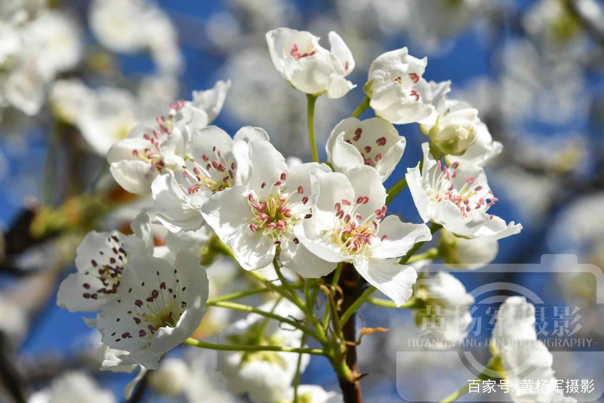 春天故乡的原风景，赣州蓝天下的雪白梨花_百科TA说