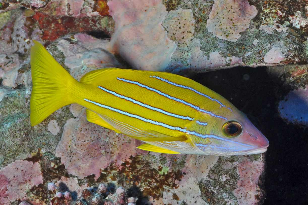  p>四线笛鲷(学名: i>lutjanus kasmira /i>),又名四带笛鲷.