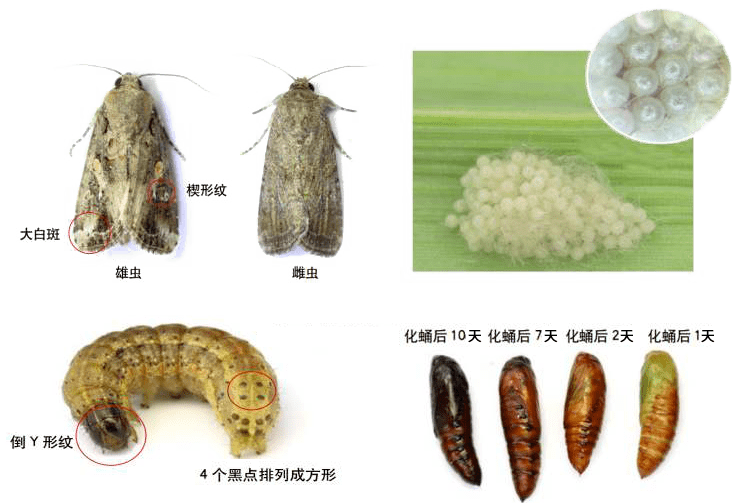 幼虫喜欢栖息于碎米中