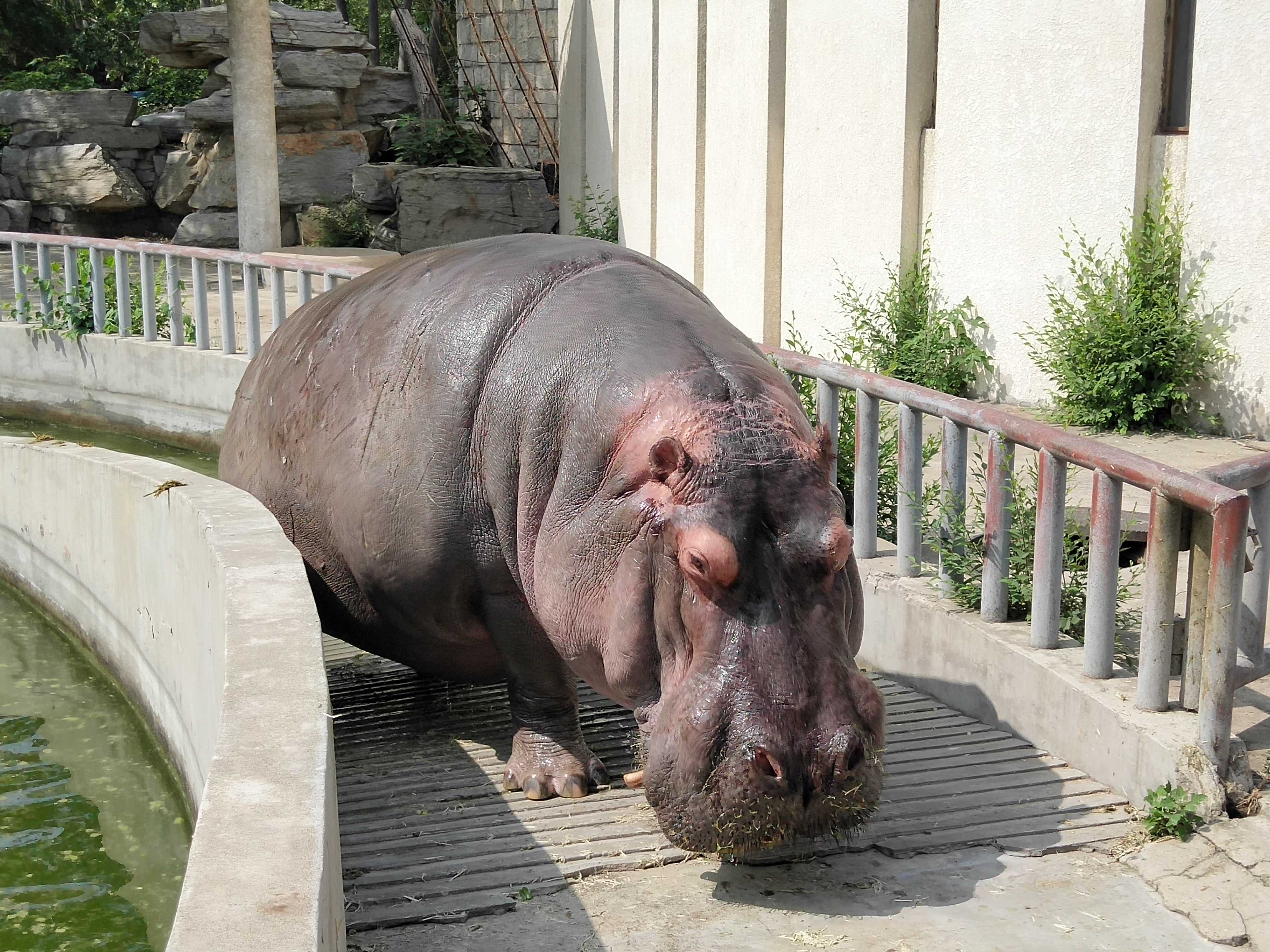  p>河马科 hippopotamidae偶蹄目的 1科.共有2属2种.