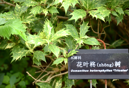 花叶柊树_百度百科