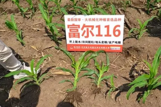 lemmaid="20017275">齐齐哈尔市富尔农艺有限公司 /a>选育的玉米品 