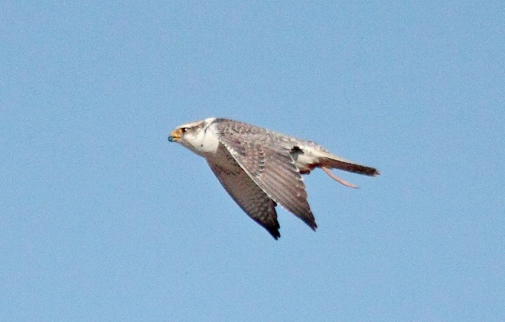 data-id="tipra1ritsmt">矛隼是隼形目隼科隼属鸟类,又名海东青,白隼