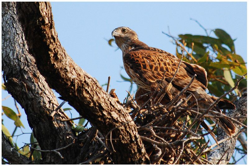  p>赤鹰(学名: i>erythrotriorchis radiatus /i>):为鹰科,赤鹰属的一