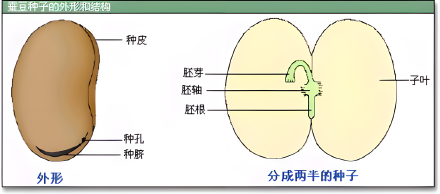 胚（初期发育的生物体）_百度百科