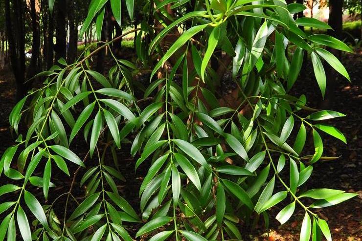  p>长叶竹柏(学名: i>nageia fleuryi /i> (hickel) de laubenfels)是