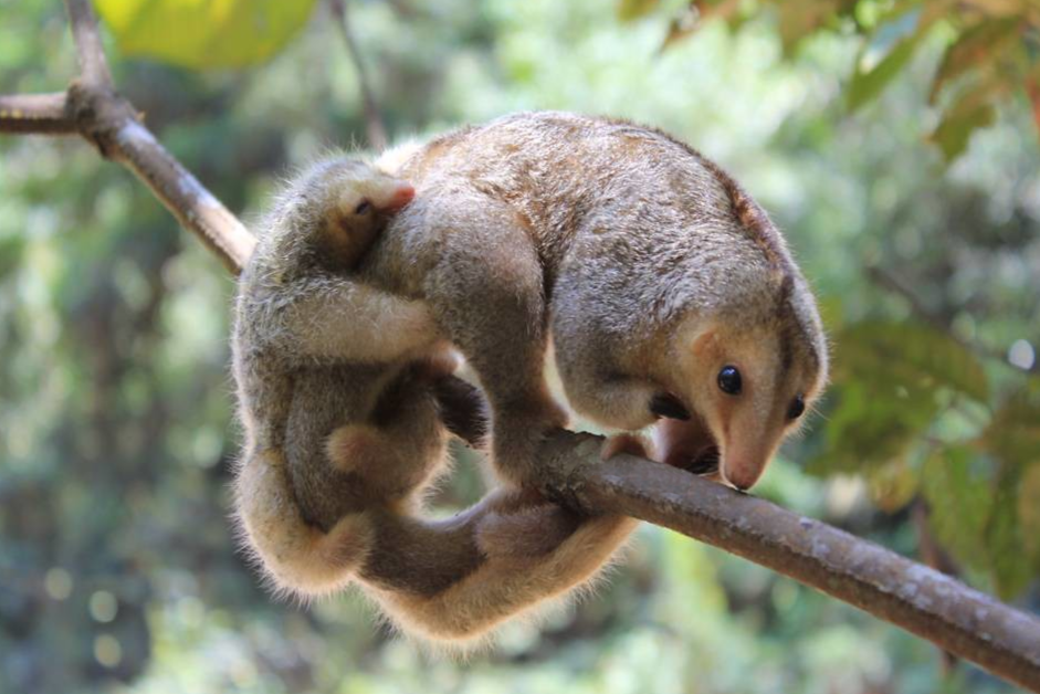  p>侏食蚁兽(学名: i>cyclopes didactylus /i>):是哺乳纲,披毛目,侏