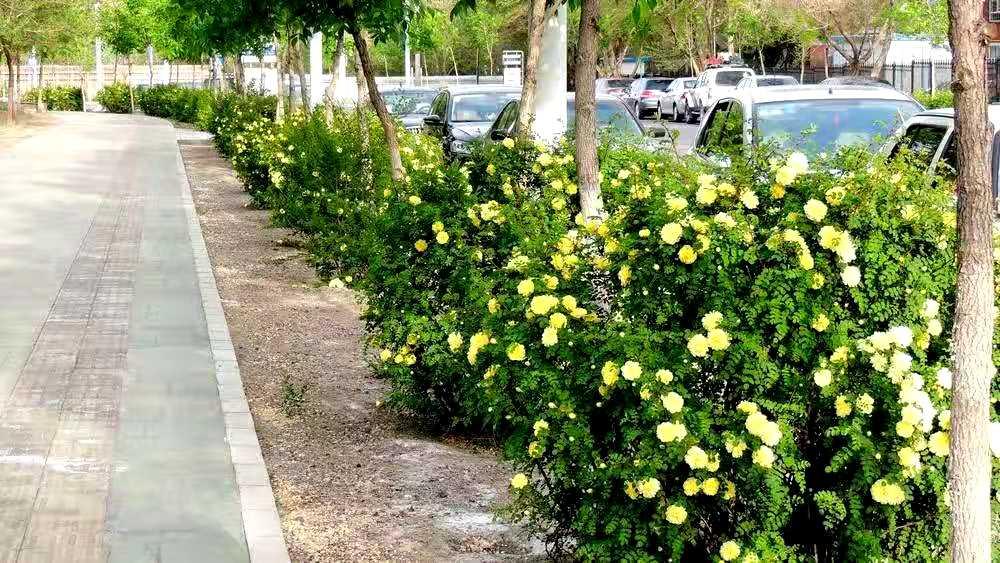 黄刺玫是北方的“地方”花卉，其花、果、叶、茎，处处是“宝”！_百科TA说