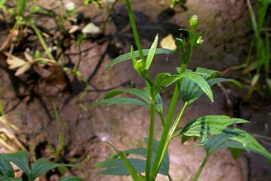  p>裂叶毛茛(学名:ranunculus pedatifidus sm.