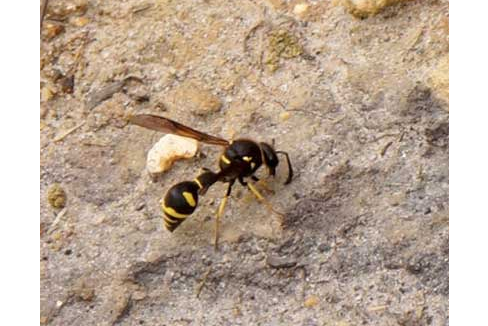 > (westwood,1833), a target="_blank" href="/item/螯蜂科/2612477"