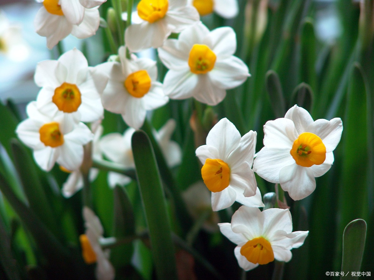 美爆了 赞美水仙花的绝美诗词 百科ta说